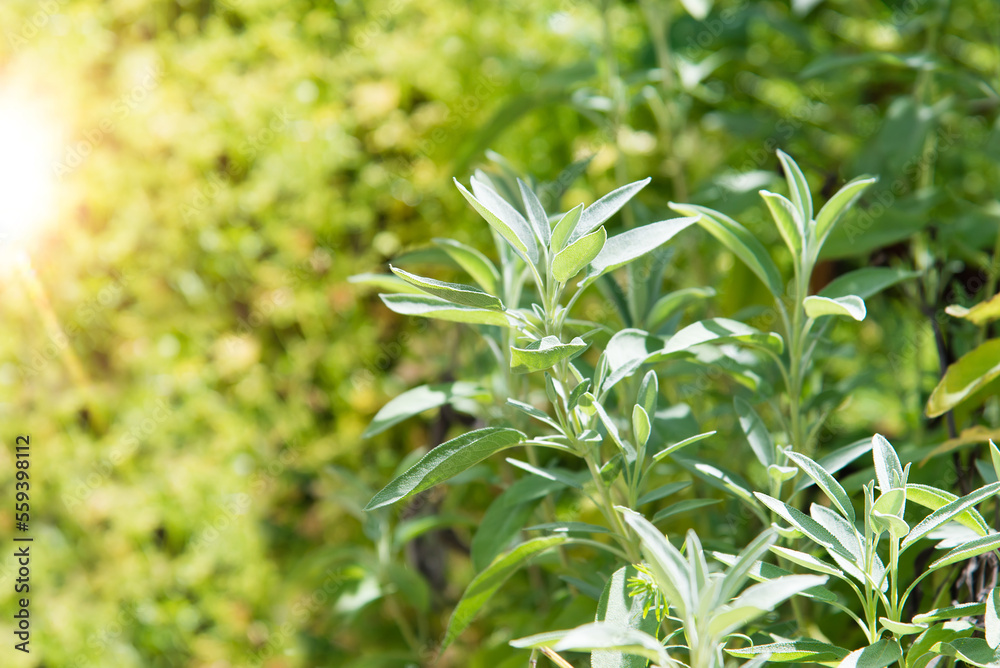 Wall mural Sage officinalis (Salvia officinalis) - stages of growth	