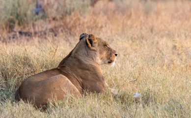 Obraz premium Lioness rests in the winter grass after a night of hunting on the savanna