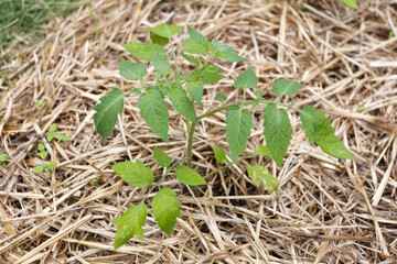 Seedlings of tomato in the garden