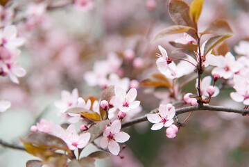 spring flowering tree, pink flower, flowers without leaves, background, selective focus, shallow...