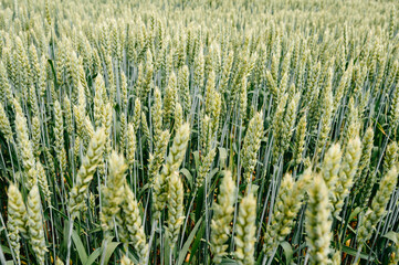 The Ukrainian Agro Cultural Field with wheat is still unripe green wheat in the field.