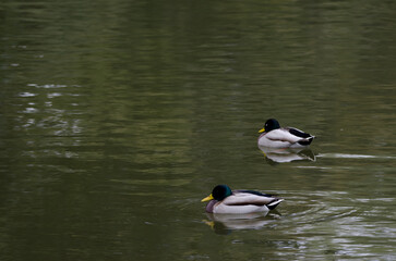 Male mallards Anas platyrhynchos on a pond. Arashiyama. Kyoto. Japan.