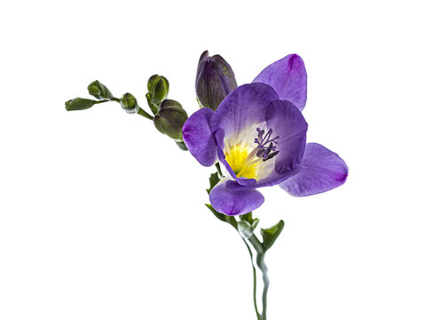 Top view of purple frehsia flower, isolated cutout on transparent background