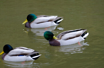 Male mallards Anas platyrhynchos on a pond. Arashiyama. Kyoto. Japan.