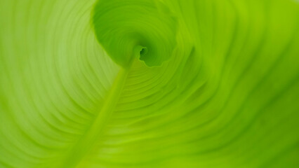 unfocused banana leaf roll abstract background