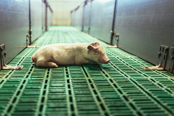 Small piglet in the farm. Pig indoor waiting feed. swine in the stall. - obrazy, fototapety, plakaty
