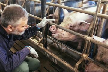 Veterinarian in the pig farm checking on the pig's health © Mediteraneo