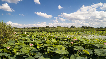 immersi nei fior di loto, parco del mincio mantova