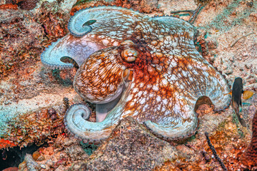 Caribbean reef octopus ,Octopus briareus