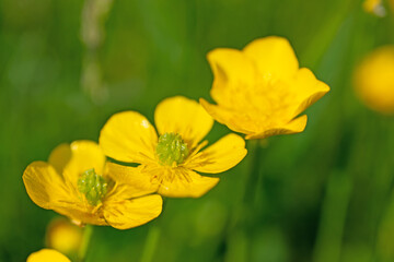 Obraz na płótnie Canvas Scharfer Hahnenfuß, Ranunculus acris, im Frühling