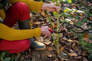Woman using pruning shears to cut back dahlia plant foliage before digging up the tubers for winter...