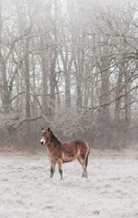Wild horse in winter