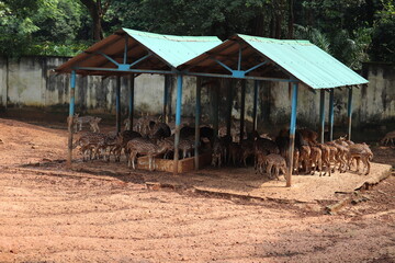 A group of deer is srtaying under the camp in the zoo in Bangladesh