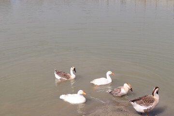 A group of Goose in the pound