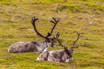 Telephot shot of a running reindeer in Northern Norway.