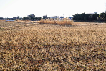 冬枯れの田圃風景