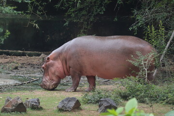  A large hippopotamus at the Indian zoo