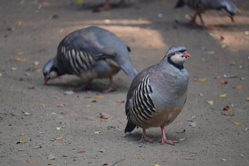 A pair of Amazing cute Chukar
