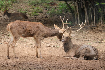 A pair of isolated deer