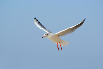 Seagull against the blue sky.