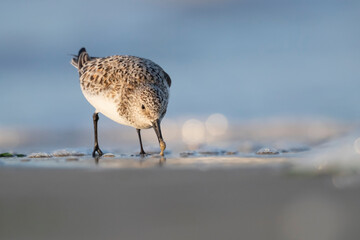 The sanderling (Calidris alba) small wading bird.