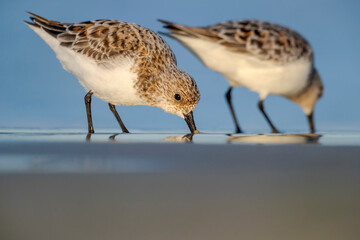 The sanderling (Calidris alba) small wading bird.