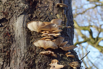 Pleurotus ostreatus, the oyster mushroom or oyster fungus. Mushrooms on the trunk of a horse chestnut tree in the Dutch village of Bergen in winter. Family Pleurotaceae. Netherlands, January