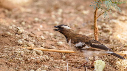 White-browed Sparrow-weaver - Plocepasser mahali, brown and white weaver, Samburu National Reserve, Kenya.