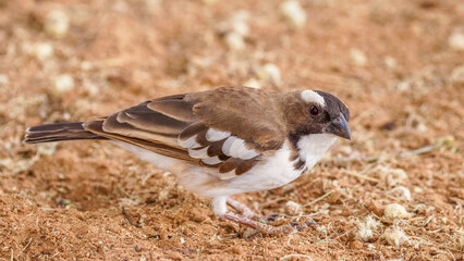 White-browed Sparrow-weaver - Plocepasser mahali, brown and white weaver, Samburu National Reserve, Kenya.	