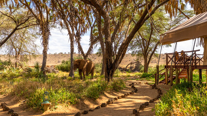 An elephant ( Loxodonta Africana) in a luxury tented camp, Samburu National Reserve, Kenya.