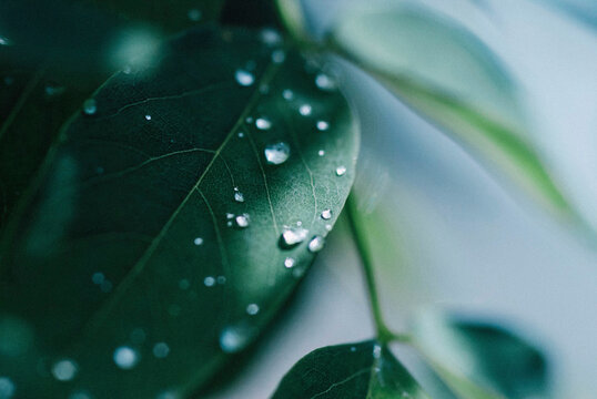 Fototapeta Close-up of dew drops on leaves