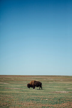 Side view American bison grazing on field against clear blue sky