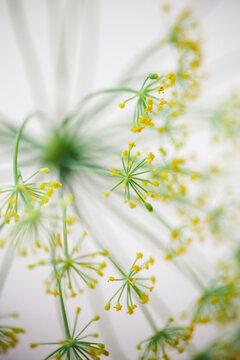 close up of a yellow and green flower