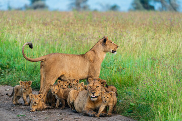 Lionesses with cubs (Panthera leo), Serengeti National Park, Ngorongoro district, Tanzania