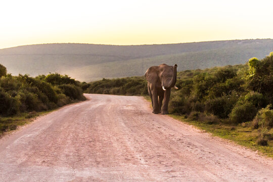 A lone elephant walks the dirt road at dusk in Addo Elephant Park, South Africa