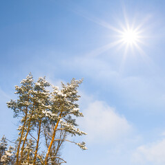 snowbound fir tree forest in light of sparkle sun