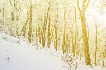 forest on snowbound mount slope in light of sparkle sun, winter mountain scene