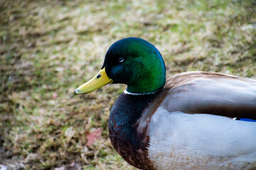 duck