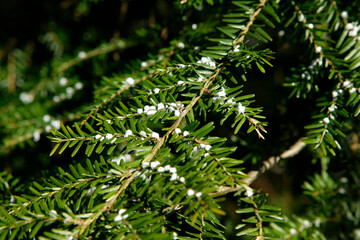 Hemlock Woolly Adelgids coat the needles of an infected Hemlock tree in Asheville, NC.