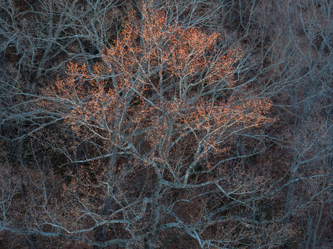 Aerial View Of Bare Tree In Fernbank Forest