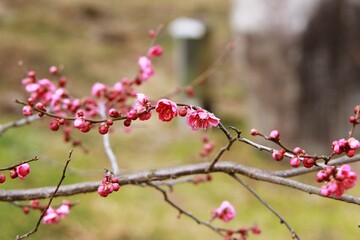 식물 - 매화 개화