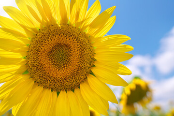 Naklejka premium Sunflower on sky background.