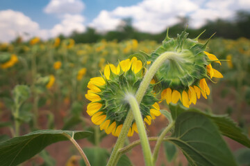 Two sunflowers hugging together