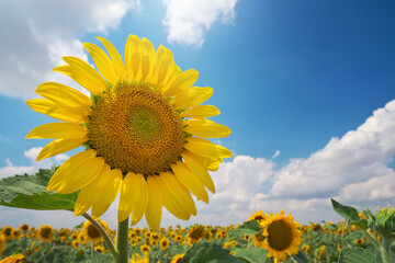 Obraz premium Sunflower on sky background.