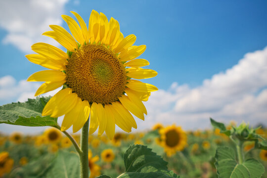 Sunflower on sky background.