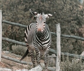 zebra in zoo
