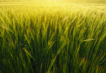 Meadow of wheat on the sunset.