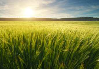 Meadow of wheat on the sunset.