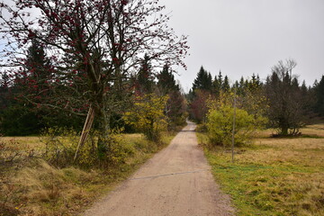 Fototapeta na wymiar Forest Dvorsky Krkonose mountain autumn