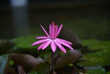 Nymphaea flower blooming, Waterlily is a genus of hardy and tender aquatic plants in the family Nymphaeaceae.